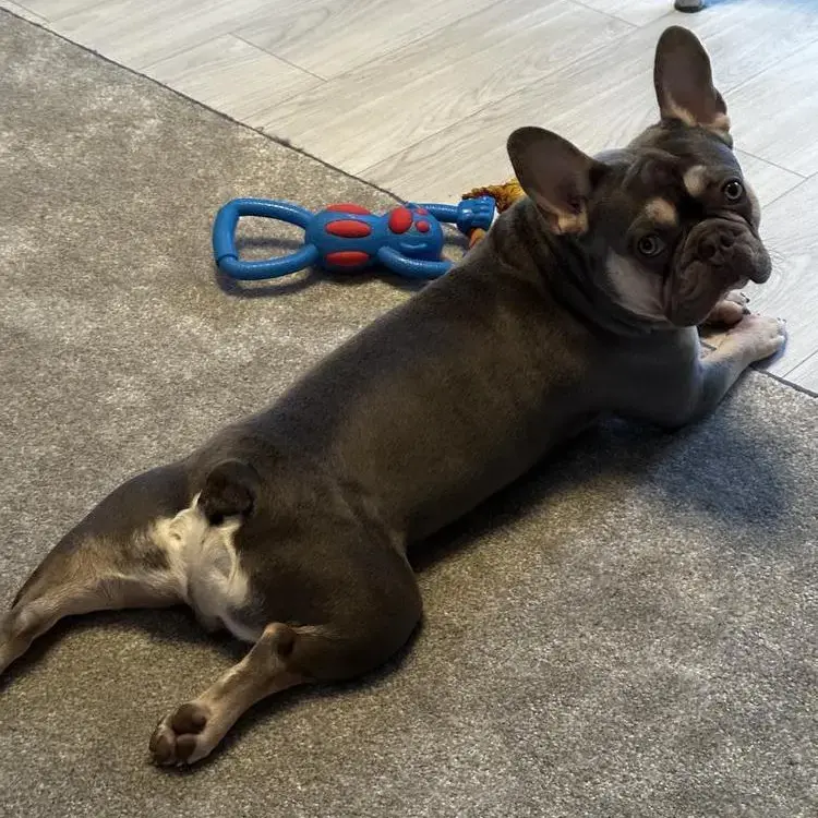 French Bulldog
