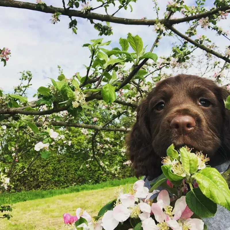 Cocker Spaniel (English)