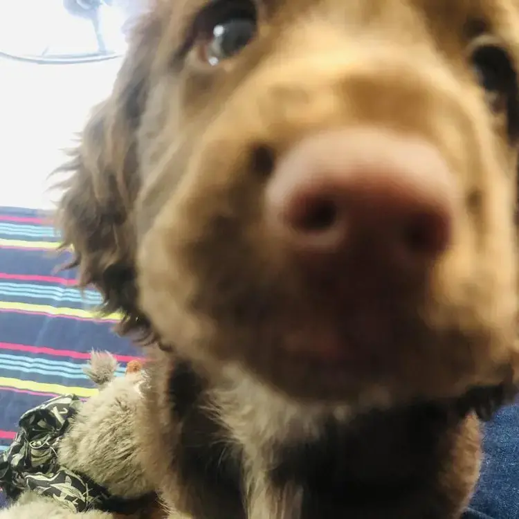 Cocker Spaniel (English)