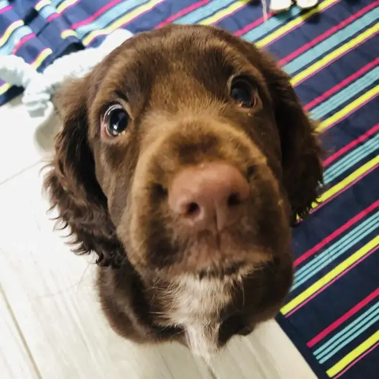 Cocker Spaniel (English)