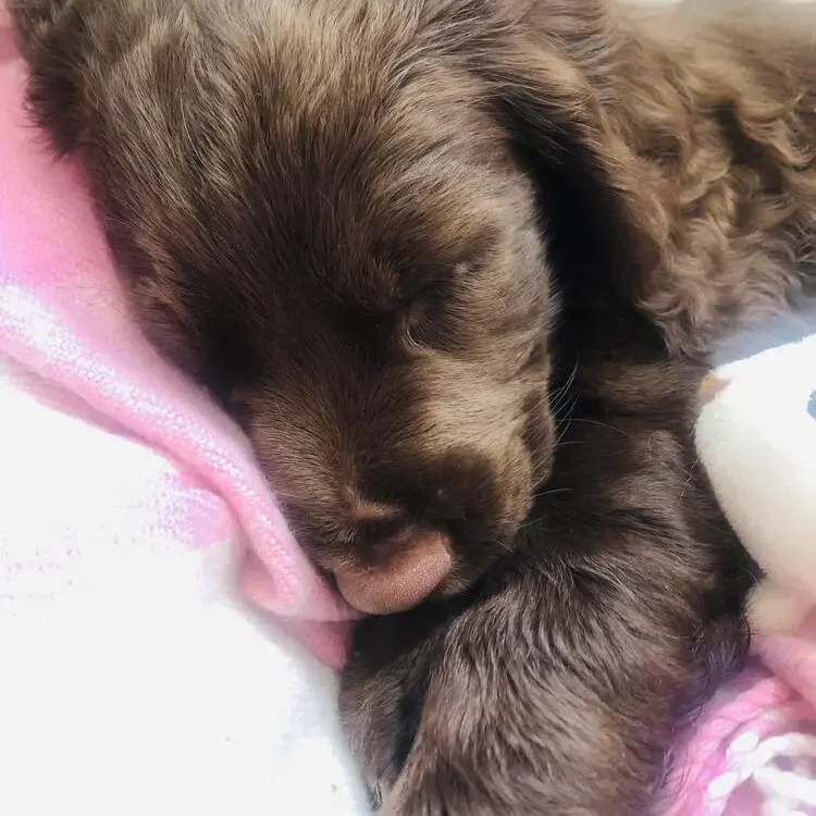 Cocker Spaniel (English)