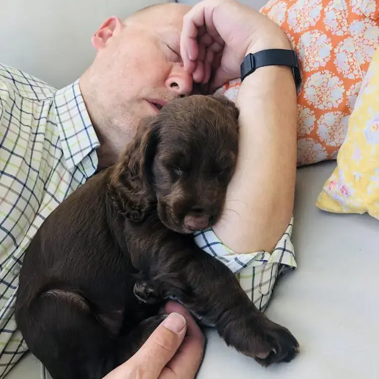 Cocker Spaniel (English)