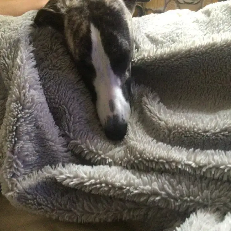 Whippet