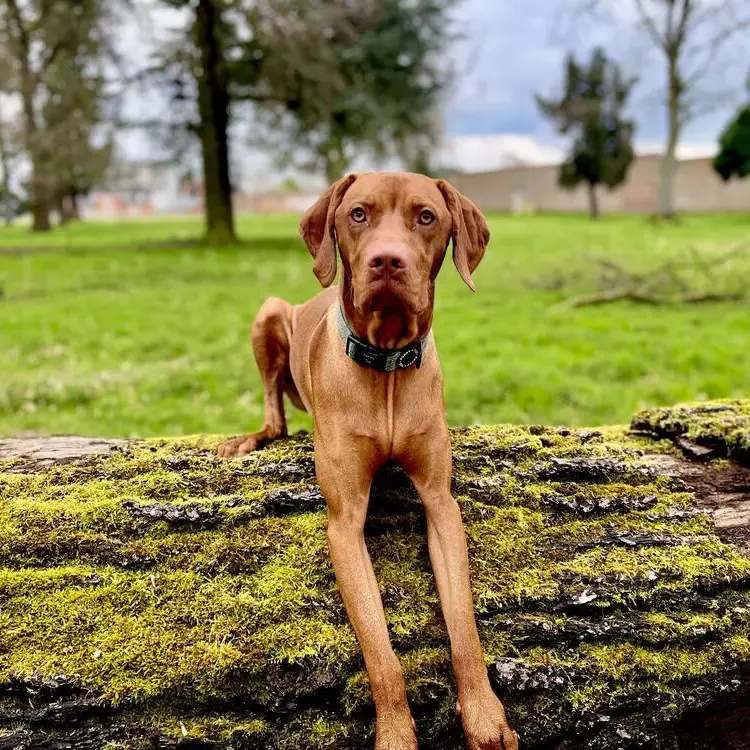 Hungarian Vizsla