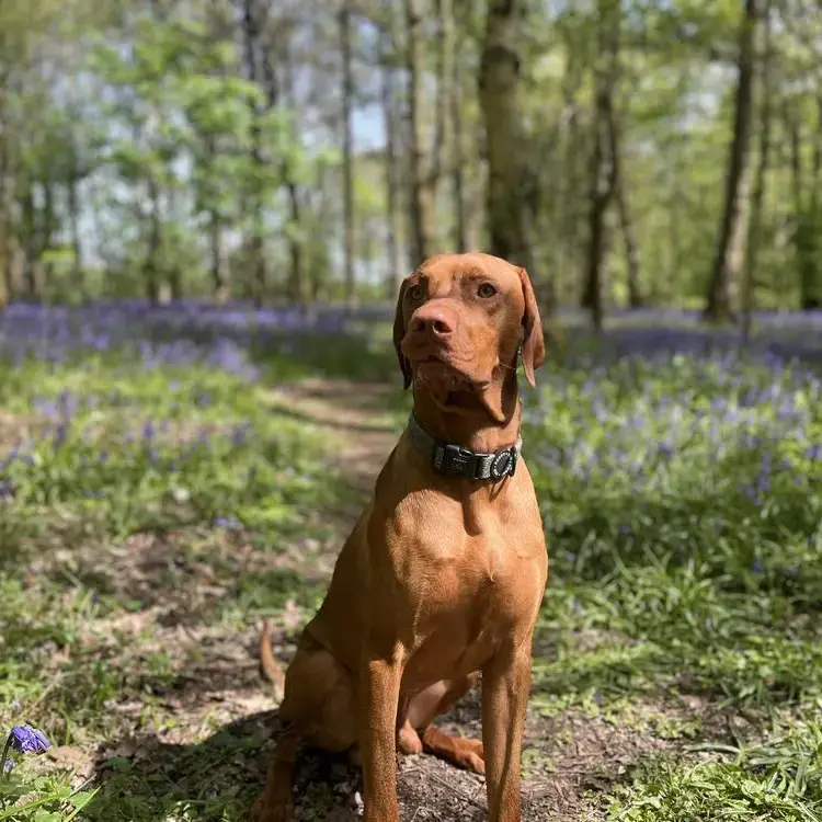 Hungarian Vizsla