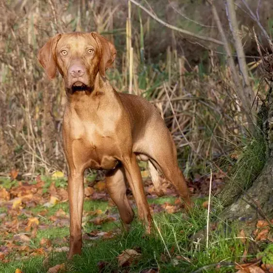 Hungarian Vizsla