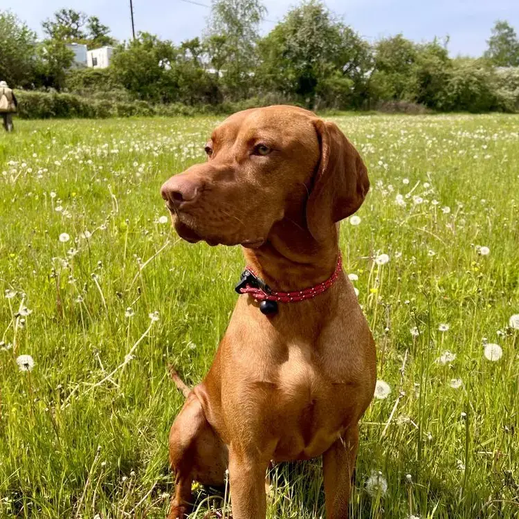 Hungarian Vizsla