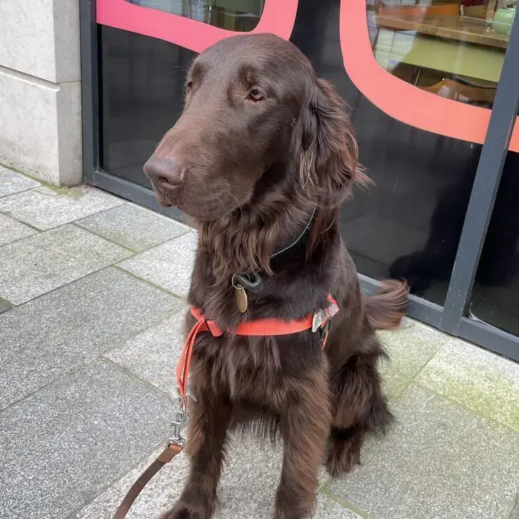 Flatcoated Retriever