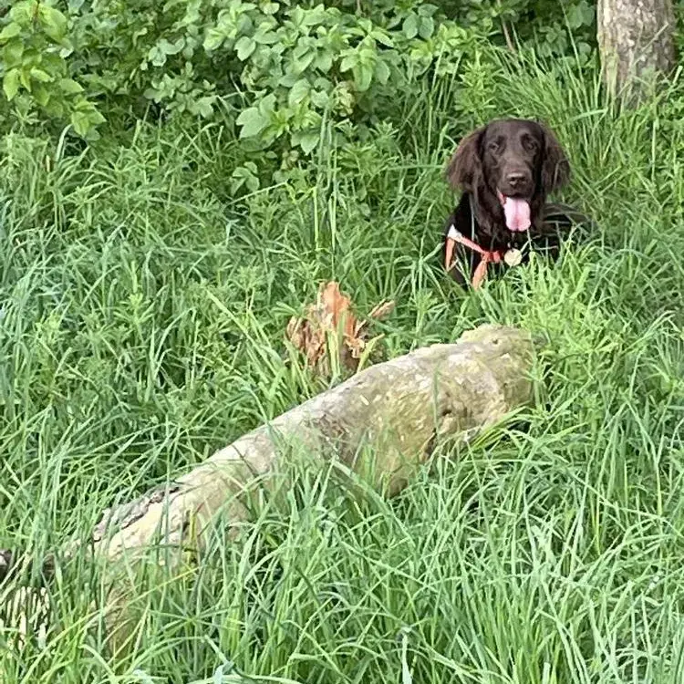Flatcoated Retriever