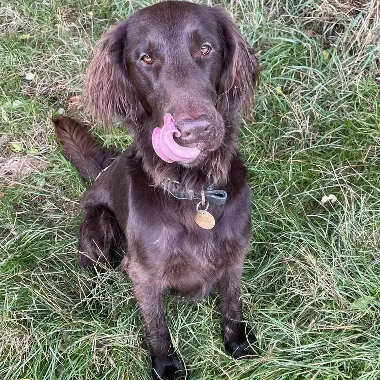 Flatcoated Retriever