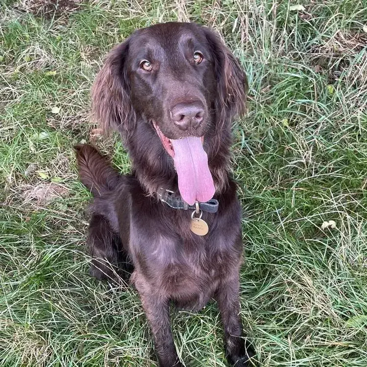 Flatcoated Retriever