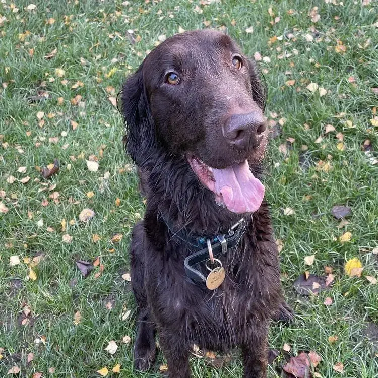 Flatcoated Retriever
