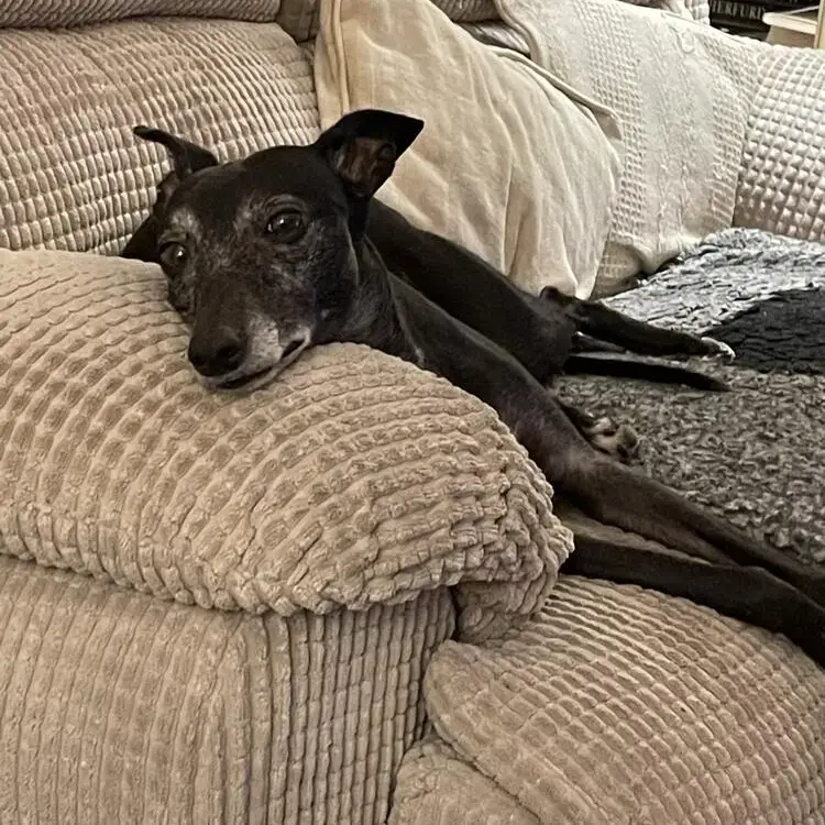 Whippet