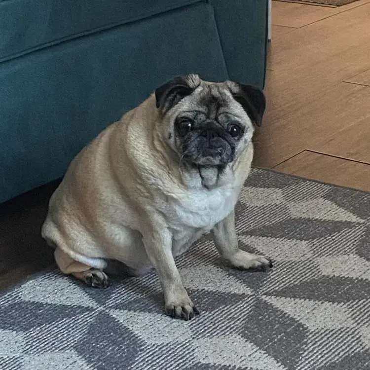 Pug