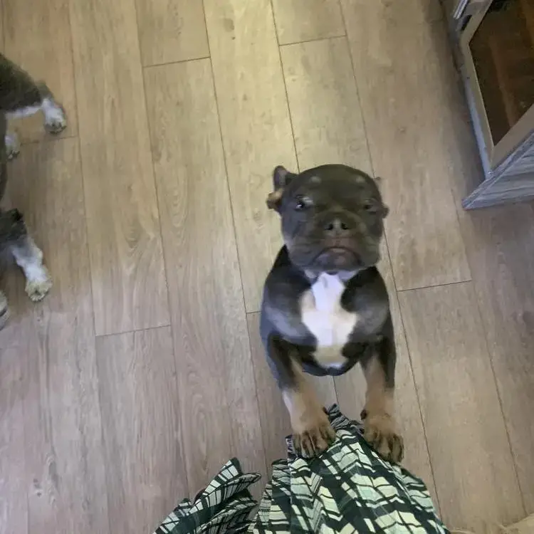 French Bulldog