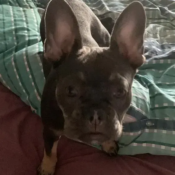French Bulldog