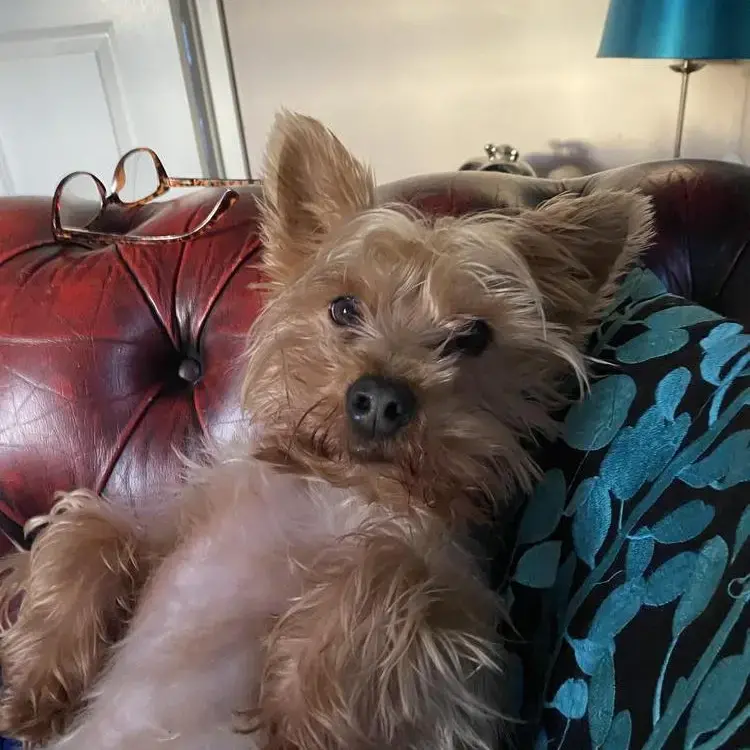 Yorkshire Terrier