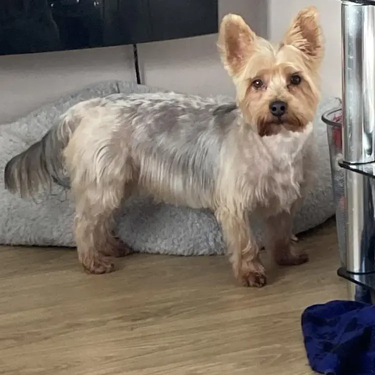 Yorkshire Terrier