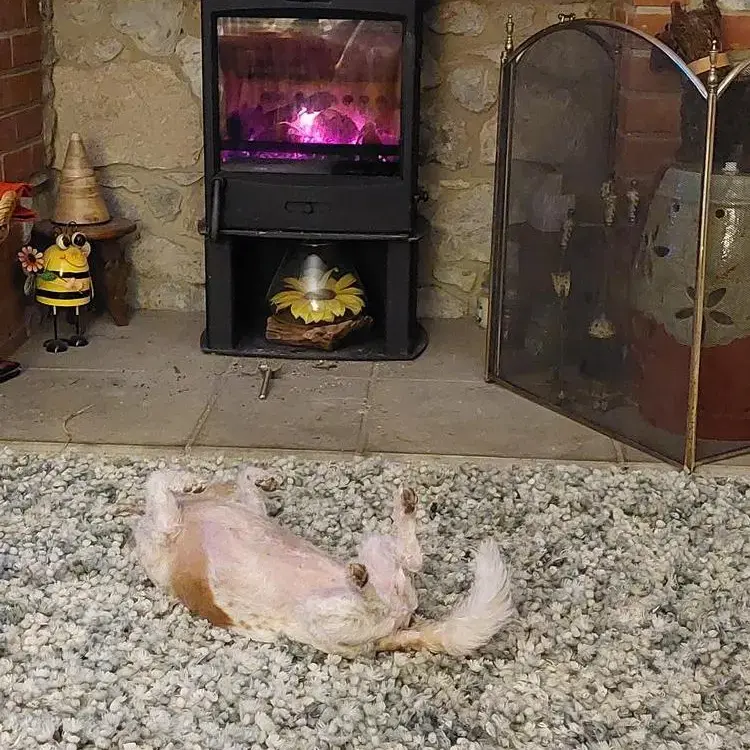 Jack Russell Terrier