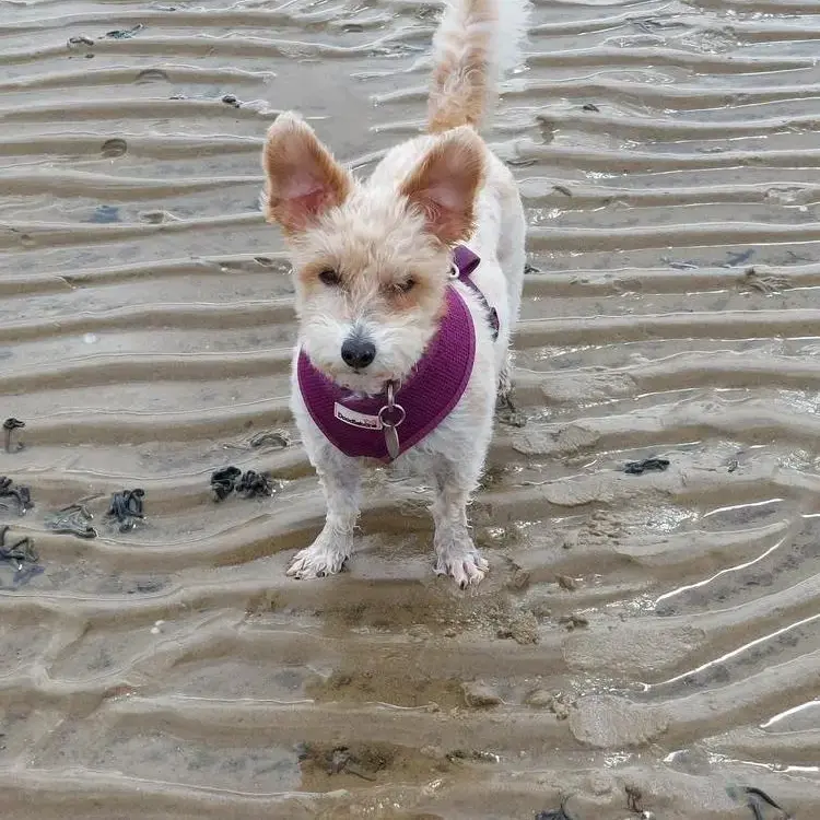 Jack Russell Terrier