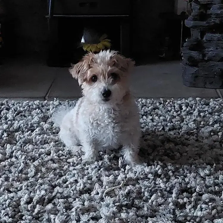 Jack Russell Terrier