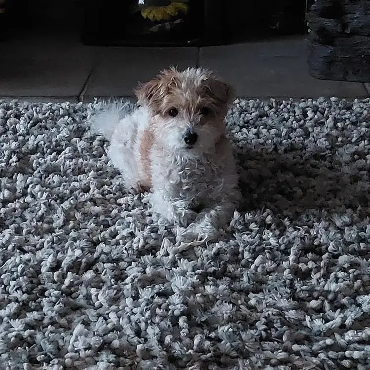 Jack Russell Terrier