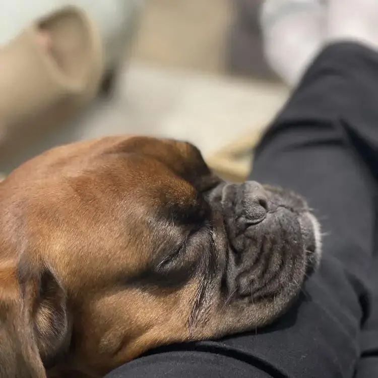 Boxer