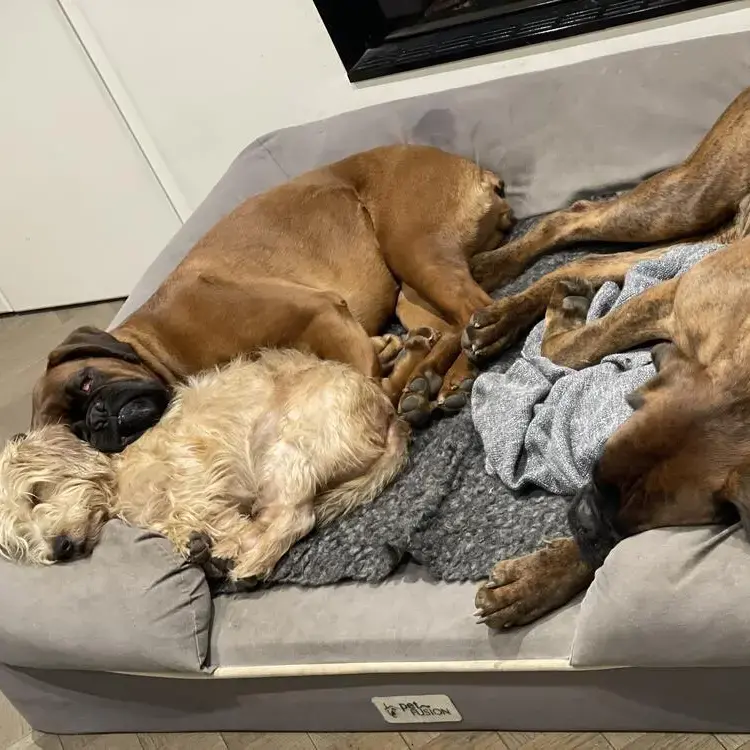 Boxer