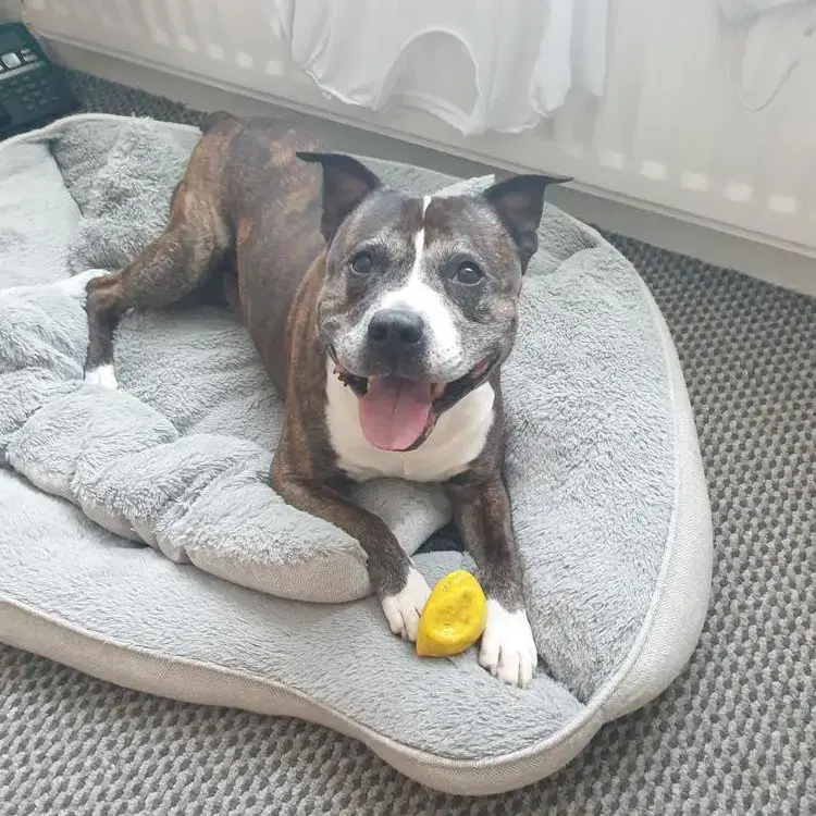 Staffordshire Bull Terrier