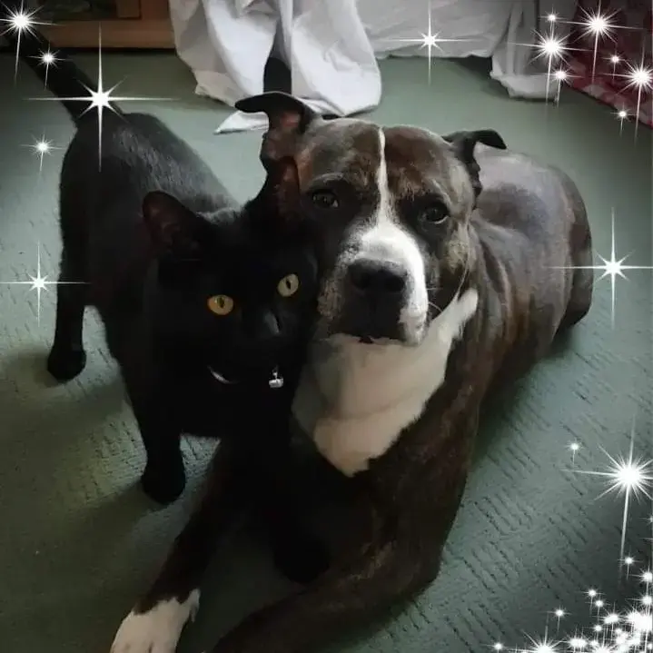 Staffordshire Bull Terrier