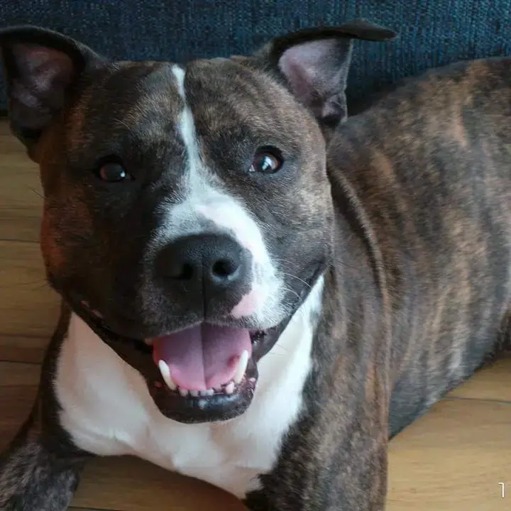 Staffordshire Bull Terrier
