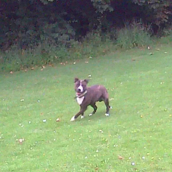 Staffordshire Bull Terrier