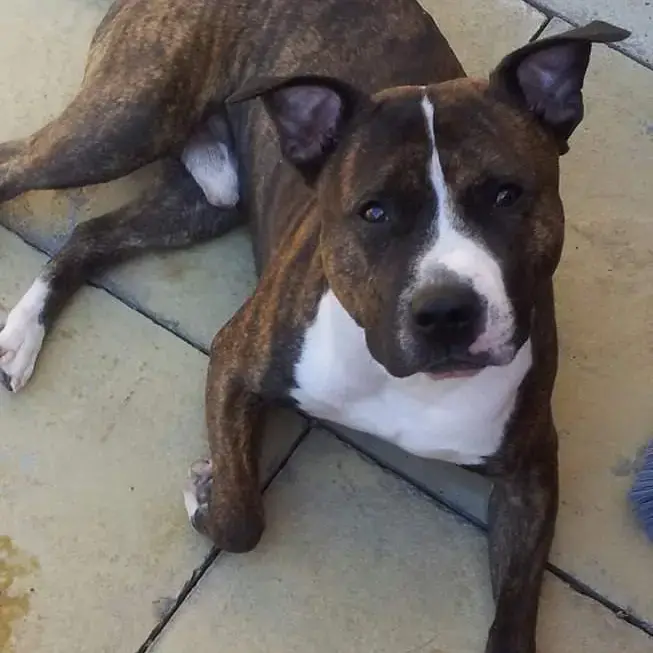 Staffordshire Bull Terrier