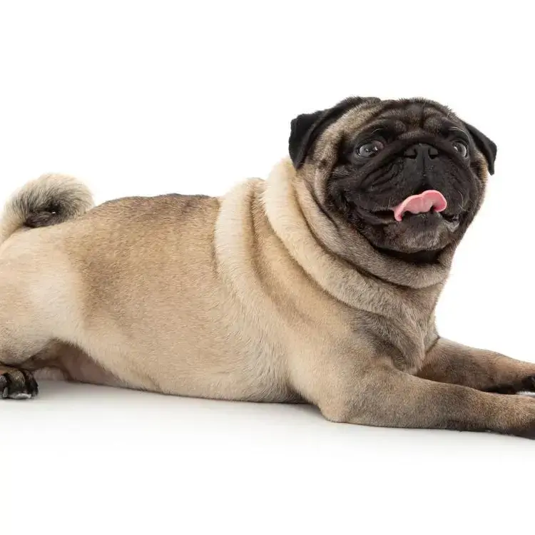 Pug