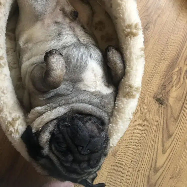 Pug