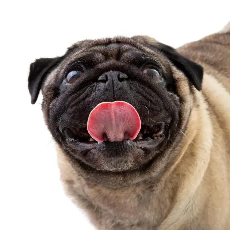 Pug