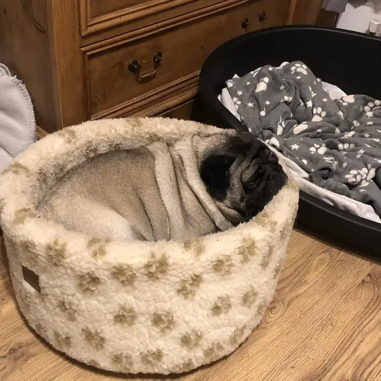 Pug