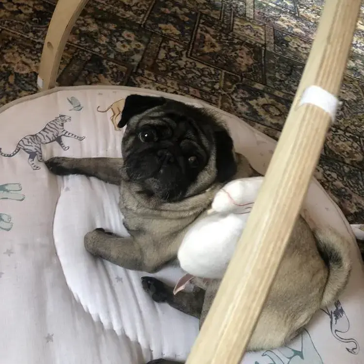 Pug
