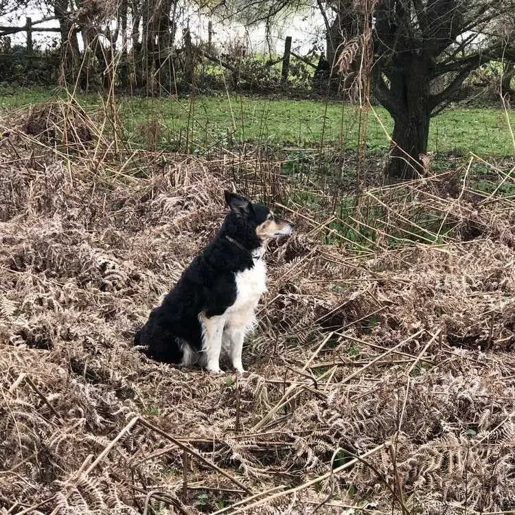 Border Collie