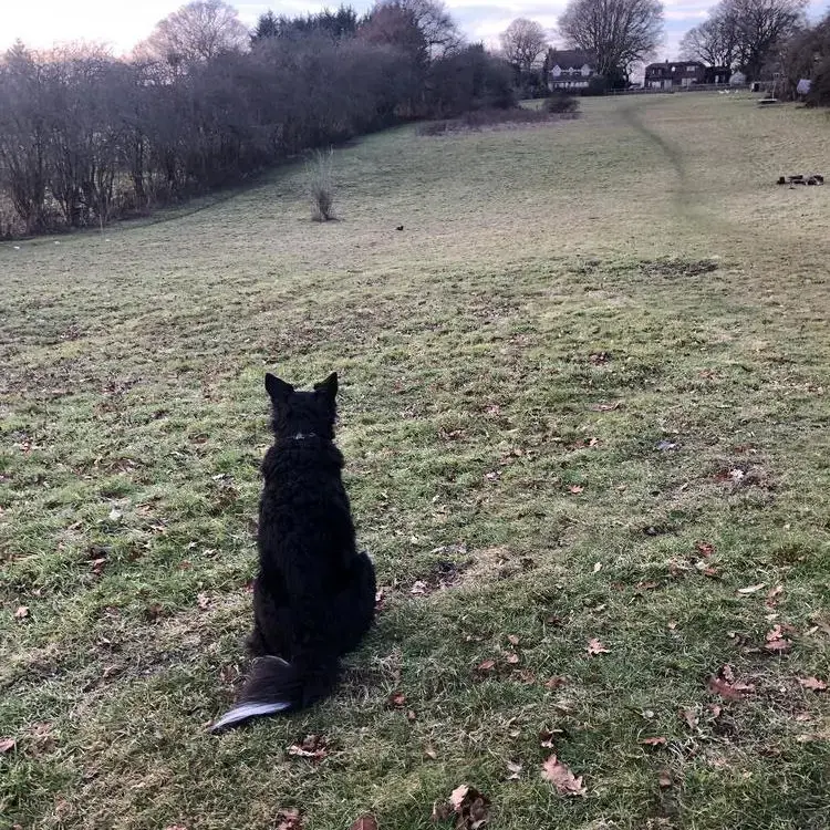 Border Collie