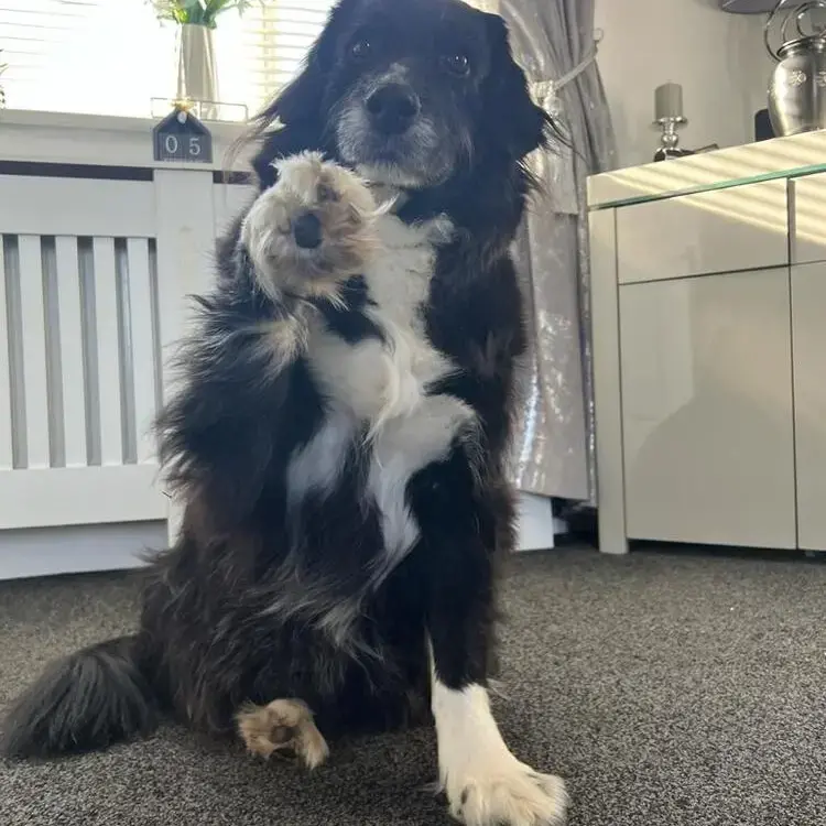 Border Collie