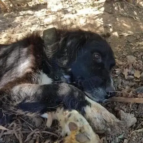 Border Collie
