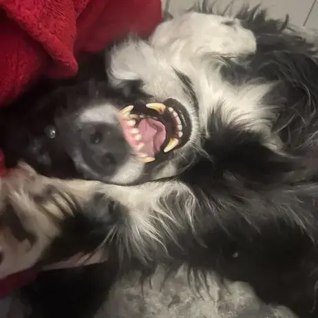 Border Collie