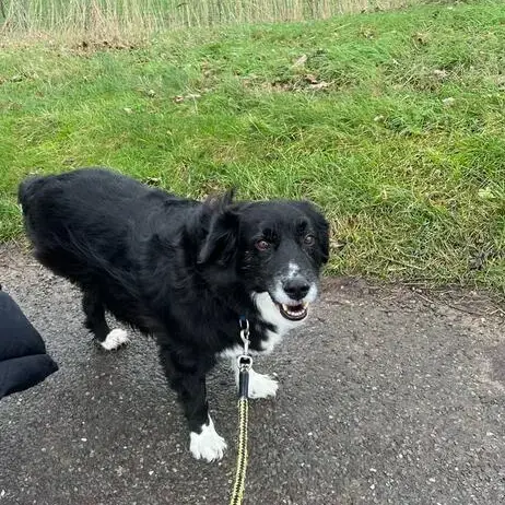 Border Collie