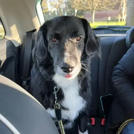 Border Collie