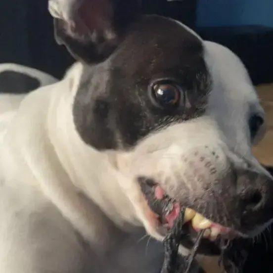 Staffordshire Bull Terrier