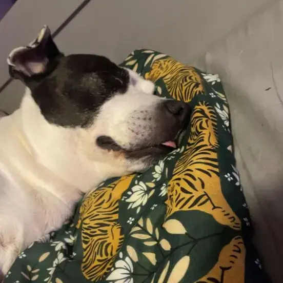 Staffordshire Bull Terrier