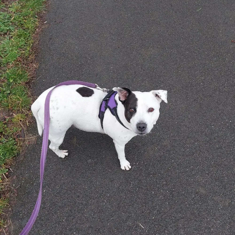 Staffordshire Bull Terrier