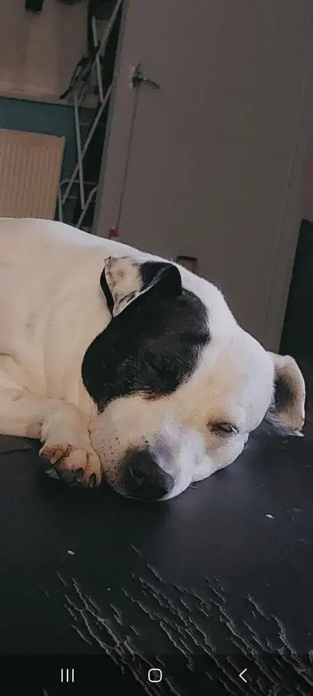 Staffordshire Bull Terrier
