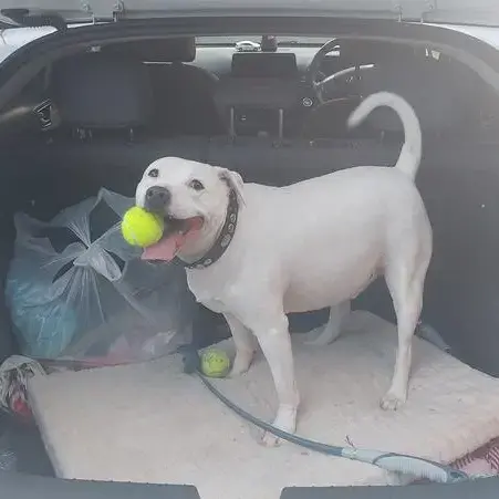 Staffordshire Bull Terrier